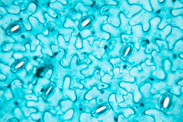 The study Plant tissue of under the microscope for classroom education.