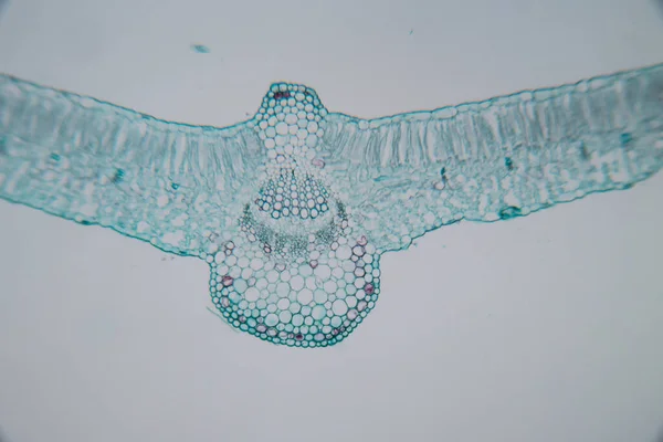 Estudo Tecido Vegetal Sob Microscópio Para Educação Sala Aula — Fotografia de Stock