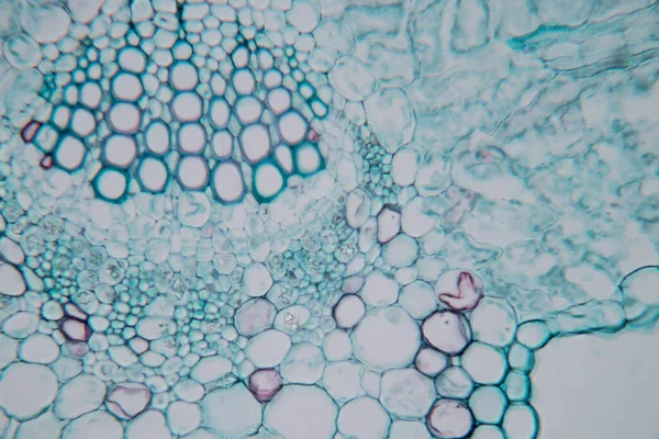 Tanulmány Növényi Szövet Mikroszkóp Alatt Osztálytermi Oktatás — Stock Fotó