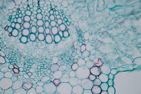 The study Plant tissue of under the microscope for classroom education.