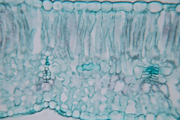 Estudio Tejido Vegetal Bajo Microscopio Para Educación Aula — Foto de Stock