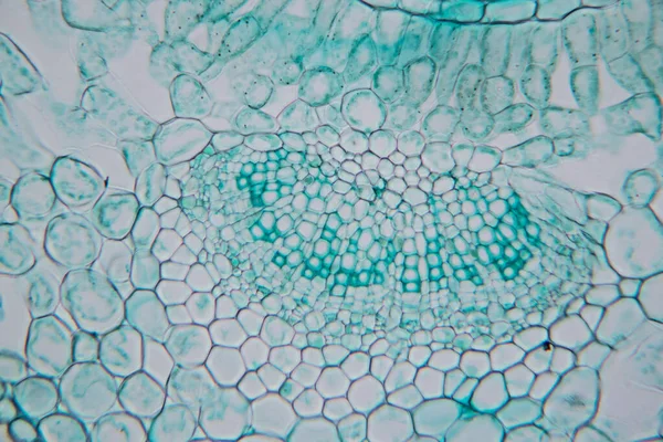 Estudo Tecido Vegetal Sob Microscópio Para Educação Sala Aula — Fotografia de Stock