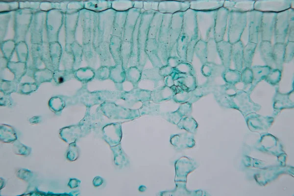 Estudio Tejido Vegetal Bajo Microscopio Para Educación Aula —  Fotos de Stock