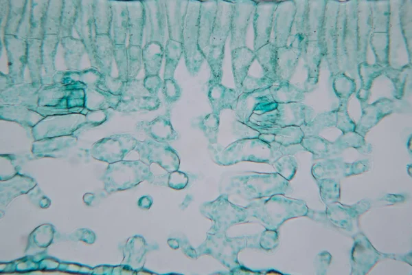 Estudo Tecido Vegetal Sob Microscópio Para Educação Sala Aula — Fotografia de Stock