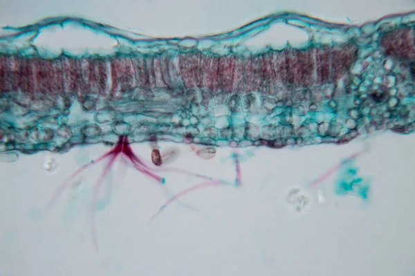 Sınıf Eğitimi Için Mikroskop Altında Bitki Dokusu Çalışması — Stok fotoğraf