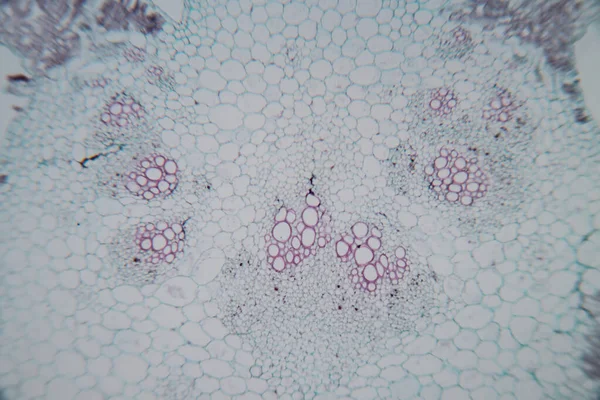 Estudo Tecido Vegetal Sob Microscópio Para Educação Sala Aula — Fotografia de Stock