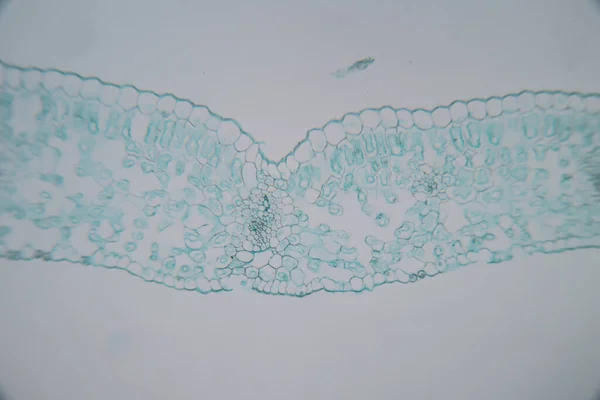 Estudo Tecido Vegetal Sob Microscópio Para Educação Sala Aula — Fotografia de Stock