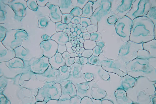 Estudo Tecido Vegetal Sob Microscópio Para Educação Sala Aula — Fotografia de Stock