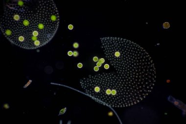 Volvox, sınıf eğitimi için mikroskop altında su damlasında.