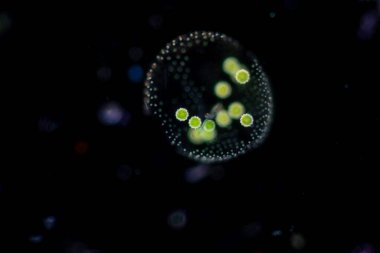 Volvox, sınıf eğitimi için mikroskop altında su damlasında.