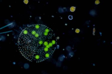 Volvox, sınıf eğitimi için mikroskop altında su damlasında.