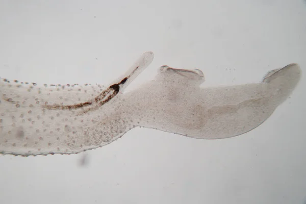 Study Parasite Worms Freshwater Fish Parasite Laboratory Education — Stock Photo, Image