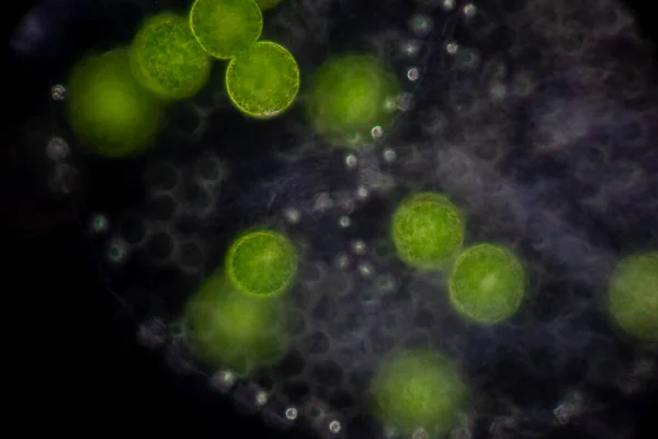 Volvox Gota Água Sob Microscópio Para Educação Sala Aula — Fotografia de Stock