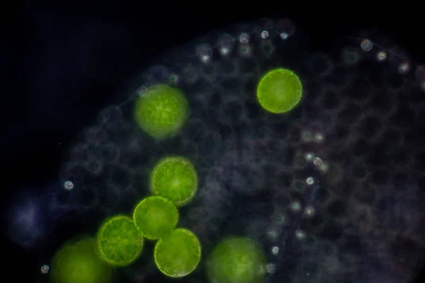 教室の教育のための顕微鏡の下の水のドロップでVolvox — ストック写真