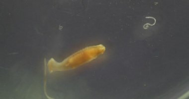 Parazit ya da solucanlar eğitim laboratuvarında bulunan bir tatlı su balığı parazitidir..