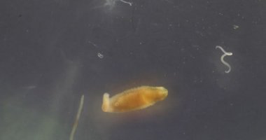 Parazit ya da solucanlar eğitim laboratuvarında bulunan bir tatlı su balığı parazitidir..