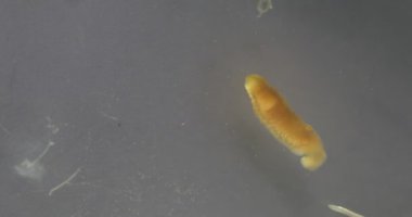 Parazit ya da solucanlar eğitim laboratuvarında bulunan bir tatlı su balığı parazitidir..