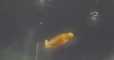 Parazit ya da solucanlar eğitim laboratuvarında bulunan bir tatlı su balığı parazitidir..