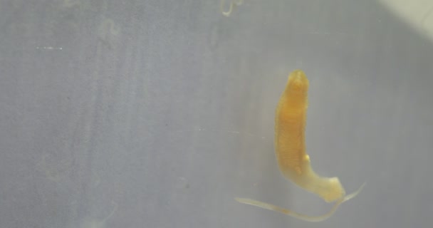 Study Parasite Worms Freshwater Fish Parasite Laboratory Education — Stock Video