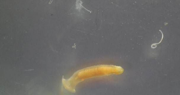 研究寄生虫やワームは教育のための実験室で淡水魚寄生虫です — ストック動画