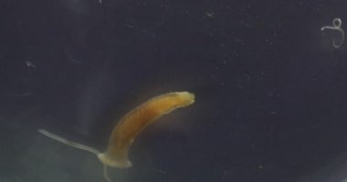 Parazit ya da solucanlar eğitim laboratuvarında bulunan bir tatlı su balığı parazitidir..