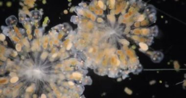 Tekerlek hayvanları ya da tekerlek hayvancıkları olarak adlandırılan rotiferler mikroskop altında bir filyum (Rotifera) oluştururlar..