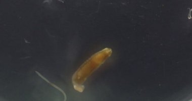 Parazit ya da solucanlar eğitim laboratuvarında bulunan bir tatlı su balığı parazitidir..