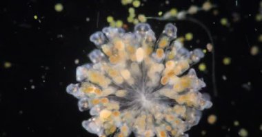 Tekerlek hayvanları ya da tekerlek hayvancıkları olarak adlandırılan rotiferler mikroskop altında bir filyum (Rotifera) oluştururlar..