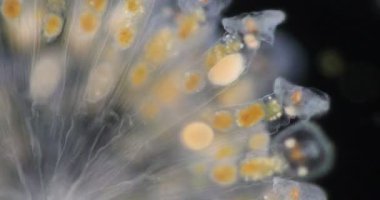 Tekerlek hayvanları ya da tekerlek hayvancıkları olarak adlandırılan rotiferler mikroskop altında bir filyum (Rotifera) oluştururlar..