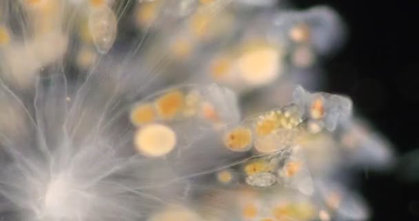 一般的にホイール動物やホイール動物と呼ばれるロイターは 顕微鏡の下でフォルム Rotifera 偽Ocoelomate動物を構成します — ストック動画