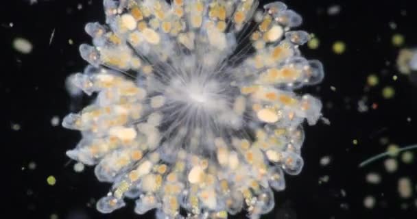 Ротиферы Обычно Называются Колесными Животными Колесными Животными Образуют Микроскопом Филум — стоковое видео