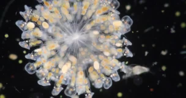 Tekerlek Hayvanları Tekerlek Hayvancıkları Olarak Adlandırılan Rotiferler Mikroskop Altında Bir — Stok video