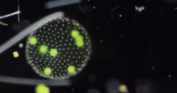 Volvox Sınıf Eğitimi Için Mikroskop Altında Damlasında — Stok video