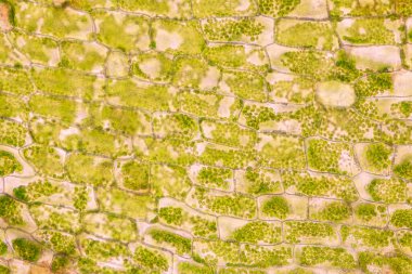 Hücre yapısı Hydrilla, sınıf eğitimi için mikroskop altında bitki hücrelerini gösteren yaprak yüzeyi görünümü.