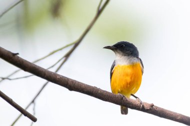 Tayland 'da Turuncu Göbekli Çiçekçik.