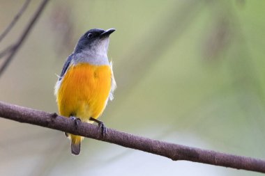 Tayland 'da Turuncu Göbekli Çiçekçik.