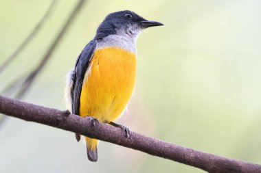 Tayland 'da Turuncu Göbekli Çiçekçik.