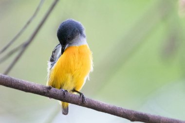 Tayland 'da Turuncu Göbekli Çiçekçik.
