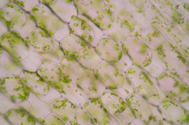 Hücre yapısı Hydrilla, sınıf eğitimi için mikroskop altında bitki hücrelerini gösteren yaprak yüzeyi görünümü.