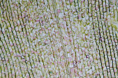 Hücre yapısı Hydrilla, sınıf eğitimi için mikroskop altında bitki hücrelerini gösteren yaprak yüzeyi görünümü.