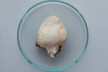 Volvariella volvacea (ayrıca çeltik saman mantarı veya saman mantarı olarak da bilinir), laboratuarda yetiştirilen yenilebilir mantar türüdür..