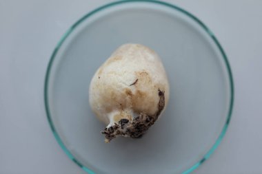 Volvariella volvacea (ayrıca çeltik saman mantarı veya saman mantarı olarak da bilinir), laboratuarda yetiştirilen yenilebilir mantar türüdür..