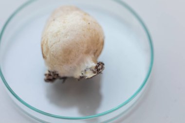 Volvariella volvacea (ayrıca çeltik saman mantarı veya saman mantarı olarak da bilinir), laboratuarda yetiştirilen yenilebilir mantar türüdür..