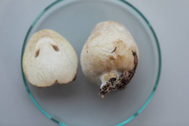 Volvariella volvacea (ayrıca çeltik saman mantarı veya saman mantarı olarak da bilinir), laboratuarda yetiştirilen yenilebilir mantar türüdür..