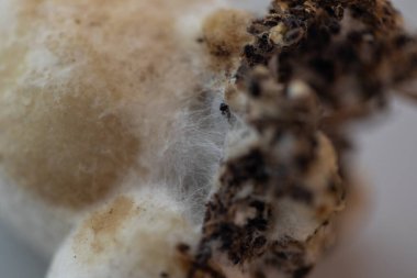 Volvariella volvacea (ayrıca çeltik saman mantarı veya saman mantarı olarak da bilinir), laboratuarda yetiştirilen yenilebilir mantar türüdür..