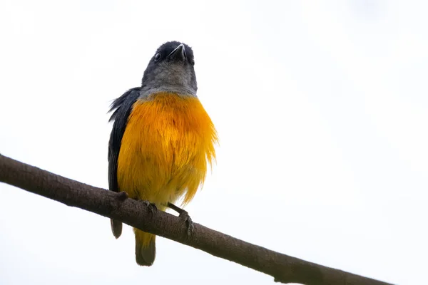 Oranje Buik Bloempiemel Thailand — Stockfoto