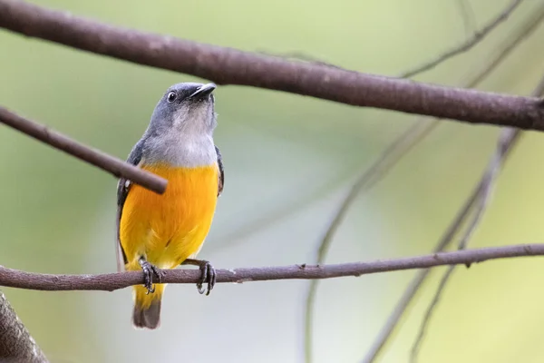 Orangenbauch Blütenstecher Thailand — Stockfoto