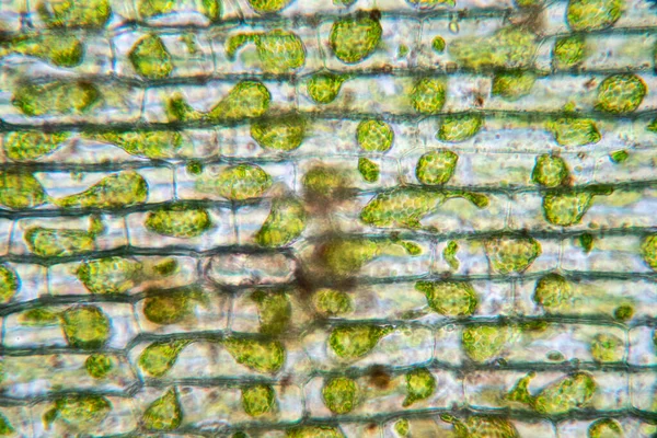 Cell structure Hydrilla, view of the leaf surface showing plant cells under the microscope for classroom education.