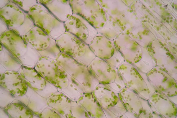 Структура Клеток Hydrip Вид Поверхность Листьев Показывающий Растительные Клетки Микроскопом — стоковое фото