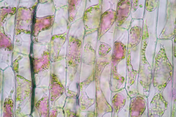 Zellstruktur Hydrilla Ansicht Der Blattoberfläche Mit Pflanzenzellen Unter Dem Mikroskop — Stockfoto